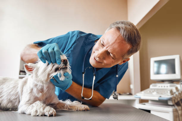 Best Emergency Dental Surgery in La Habra, CA